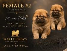 Chow Chow Puppies - Photo 4