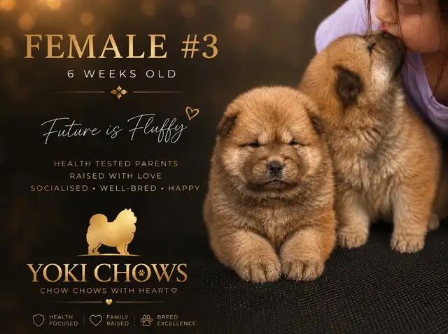 Chow Chow Puppies - Photo 5
