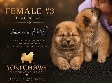 Chow Chow Puppies - Photo 5