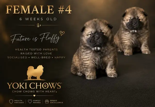 Chow Chow Puppies - Photo 6