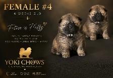 Chow Chow Puppies - Photo 6
