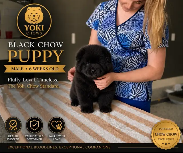 Chow Chow Puppies - Photo 7