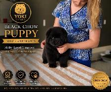 Chow Chow Puppies - Photo 7