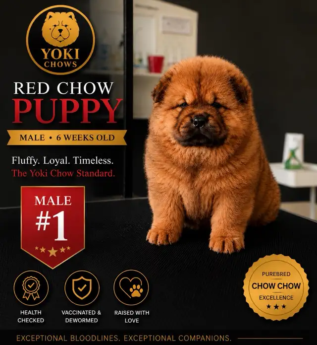 Chow Chow Puppies - Photo 8