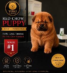 Chow Chow Puppies - Photo 8