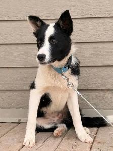 chiot et chiens à l’adoption