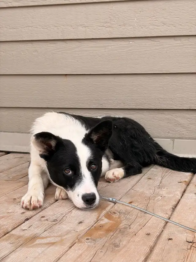 chiot et chiens à l’adoption - Photo 2