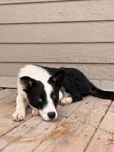 chiot et chiens à l’adoption - Photo 2
