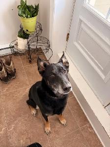 chiot et chiens à l’adoption - Photo 3