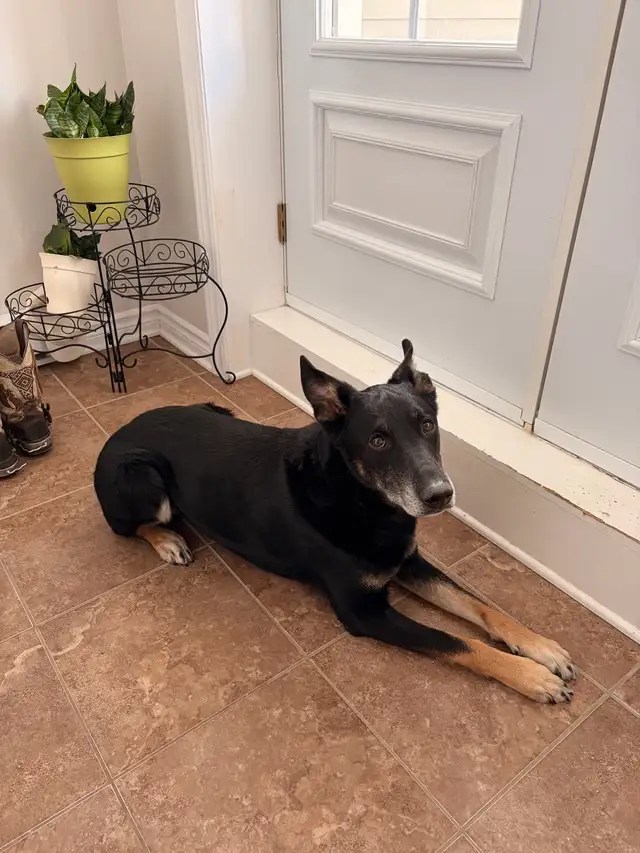 chiot et chiens à l’adoption - Photo 4