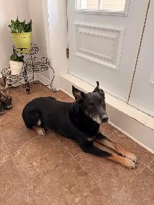 chiot et chiens à l’adoption - Photo 4