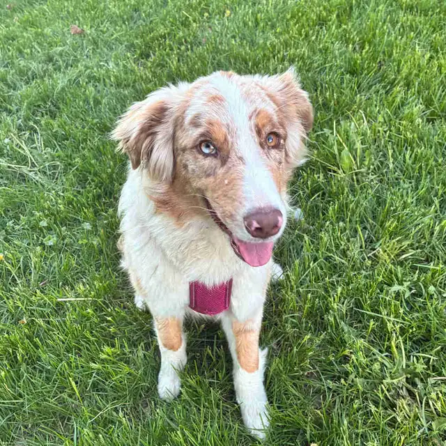 Ckc Australian Shepherd female