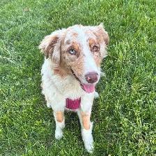 Ckc Australian Shepherd female