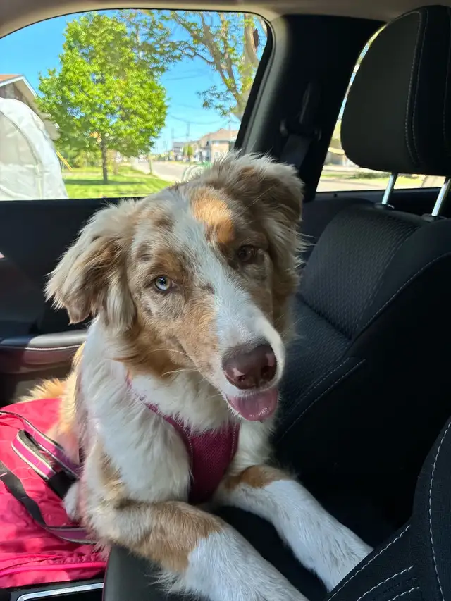 Ckc Australian Shepherd female - Photo 3