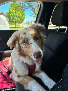 Ckc Australian Shepherd female - Photo 3