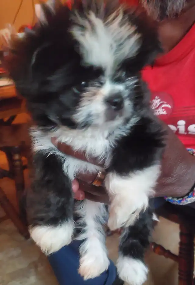 Beautiful babies,  chihuahua/yorkie