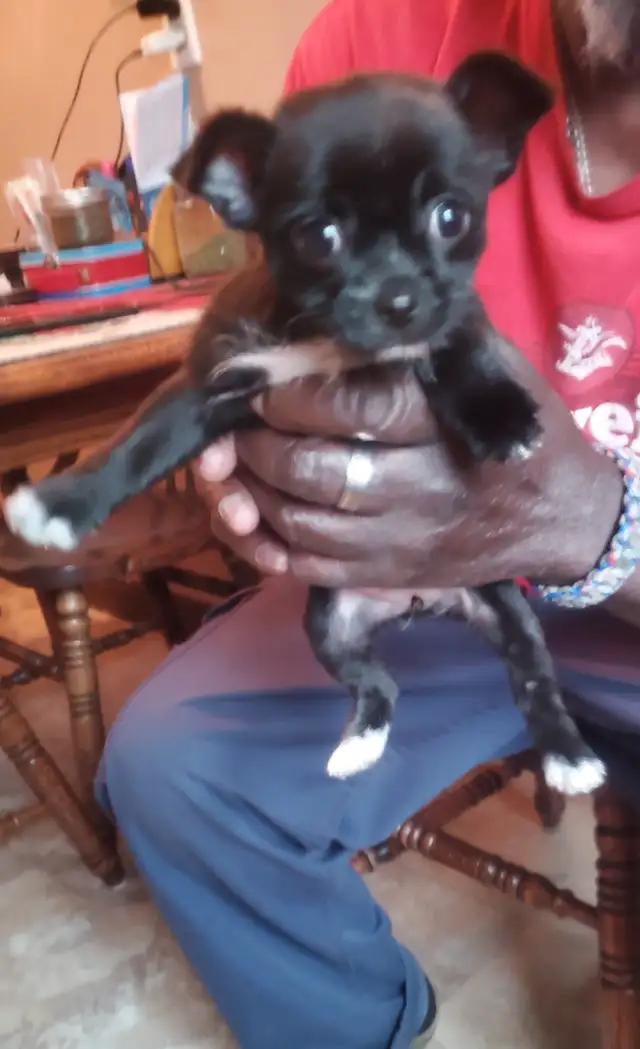 Beautiful babies,  chihuahua/yorkie - Photo 2