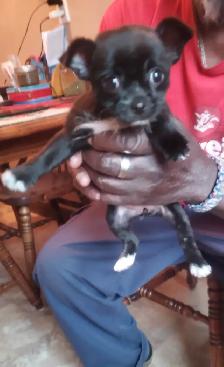 Beautiful babies,  chihuahua/yorkie - Photo 2