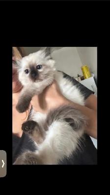 ragdoll kitten