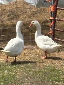 livestock