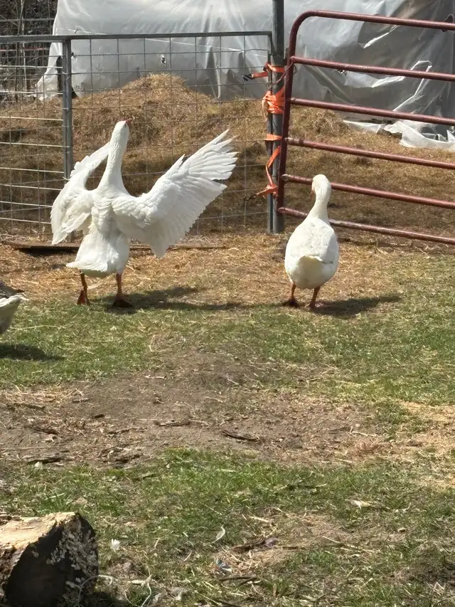 livestock - Photo 2