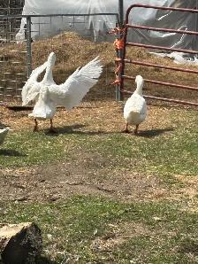 livestock - Photo 2