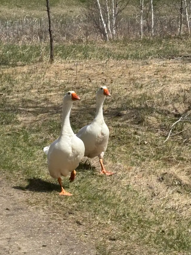 livestock - Photo 3