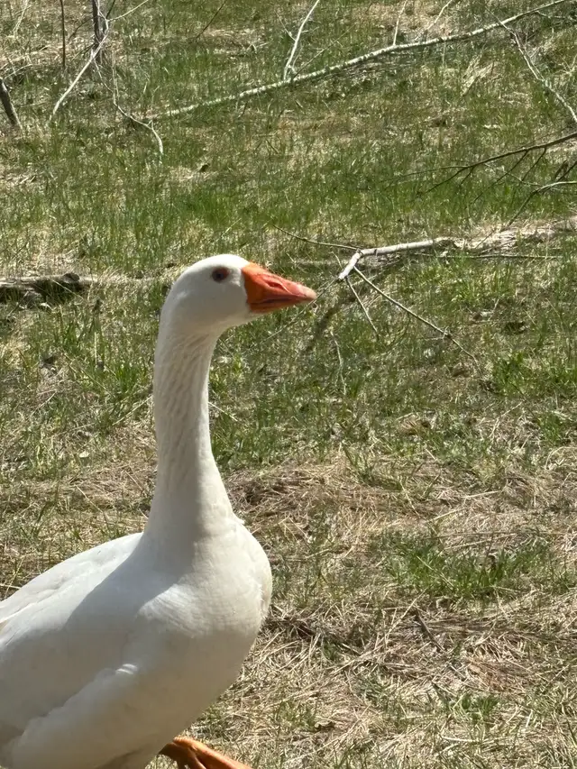 livestock - Photo 4