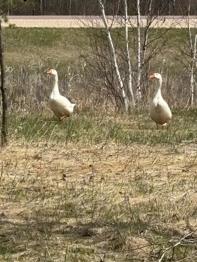livestock - Photo 5