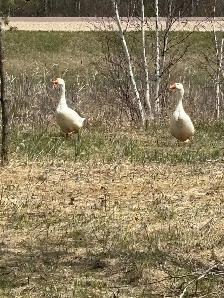 livestock - Photo 5