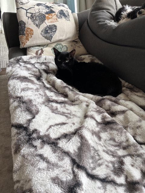 black cat for sale
