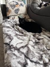 black cat for sale