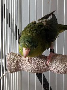 Adult Female Linnie