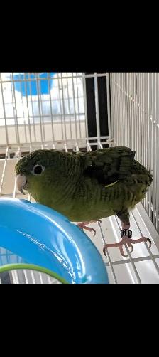 Adult Female Linnie - Photo 3
