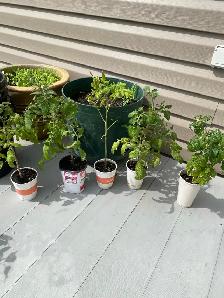4 Roma & 1 cherry tomato plants