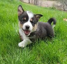 Corgi puppies for sale!!