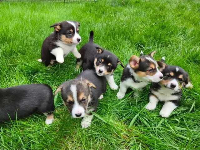 Corgi puppies for sale!! - Photo 2