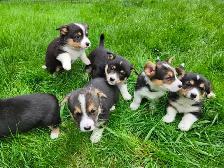 Corgi puppies for sale!! - Photo 2
