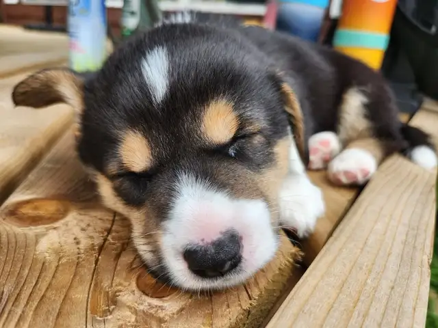 Corgi puppies for sale!! - Photo 3