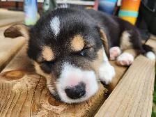 Corgi puppies for sale!! - Photo 3