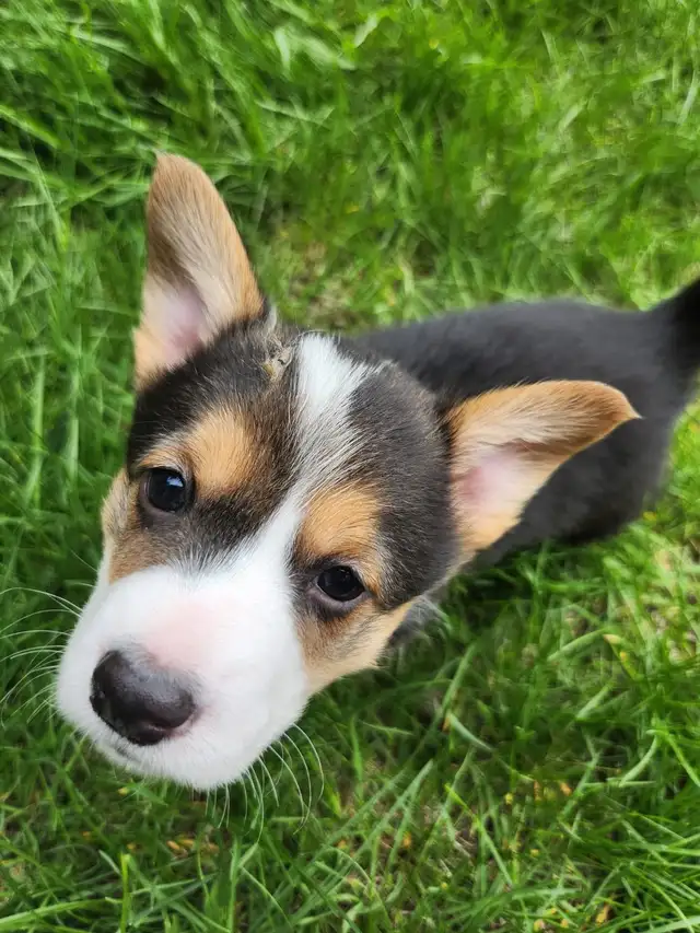 Corgi puppies for sale!! - Photo 4
