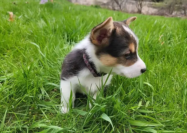 Corgi puppies for sale!! - Photo 5