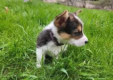 Corgi puppies for sale!! - Photo 5
