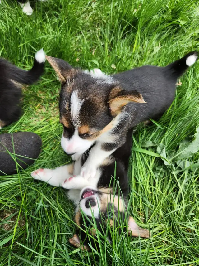 Corgi puppies for sale!! - Photo 6