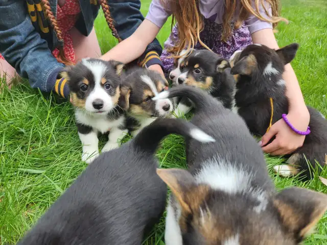 Corgi puppies for sale!! - Photo 7
