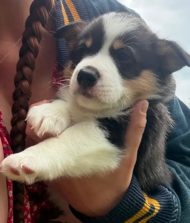 Corgi puppies for sale!! - Photo 8