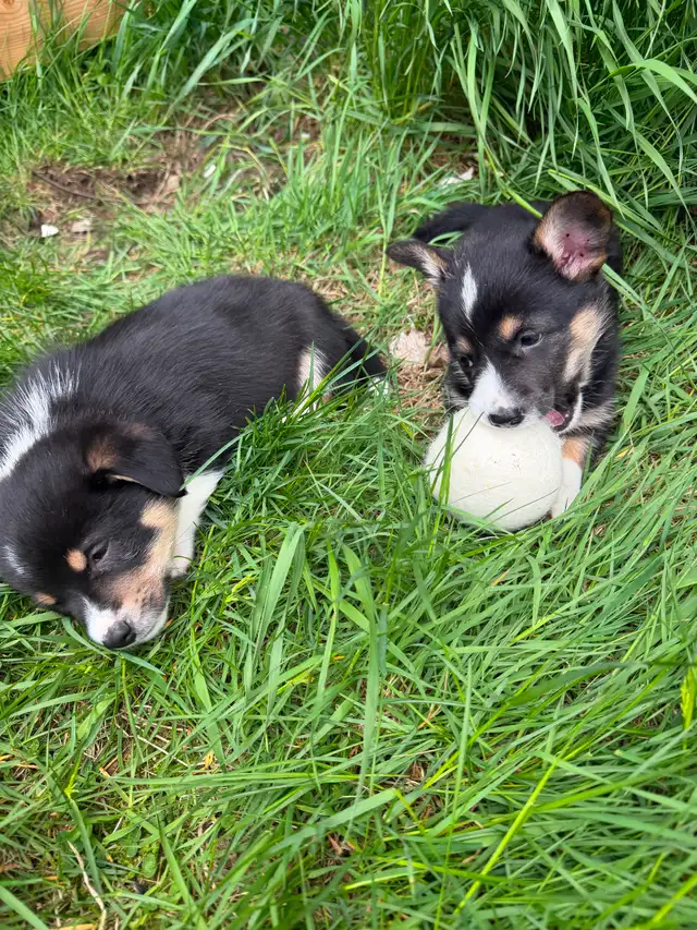 Corgi puppies for sale!! - Photo 9
