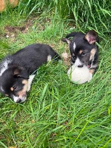 Corgi puppies for sale!! - Photo 9