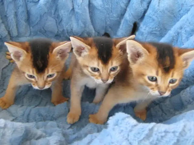 Magnifiques Chatons Abyssin