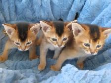 Magnifiques Chatons Abyssin